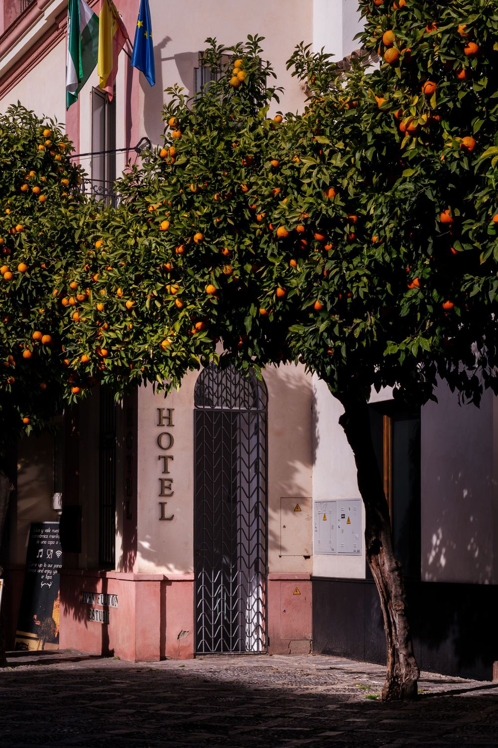 Orange trees on a street in Seville